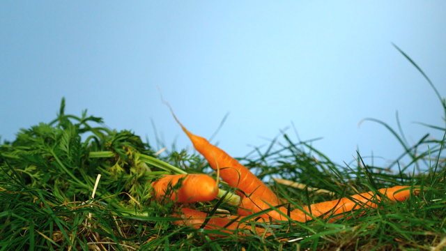 Carrots falling over grass on blue background