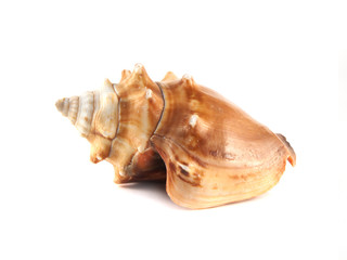 Sea shell isolated on white background.