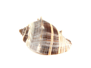 Sea shell isolated on white background.