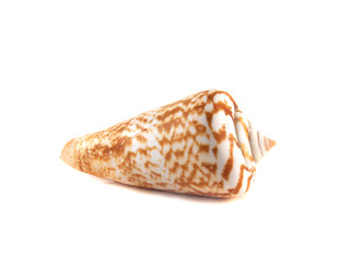 Sea shell isolated on white background.