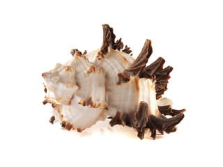 Sea shell isolated on white background.