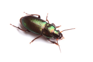 Ground beetle (Harpalus affinis) isolated on white
