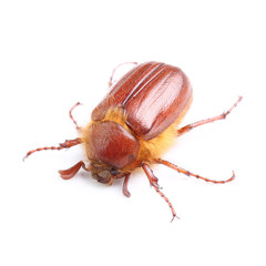 summer chafer (Amphimallon solstitiale) isolated on white