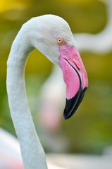Fototapeta premium Greater Flamingo