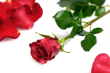 roserosse_003
