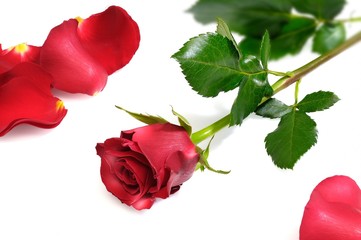 Rosa Rossa