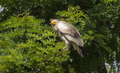 Egyptian Vulture