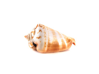 Sea shell isolated on white background.
