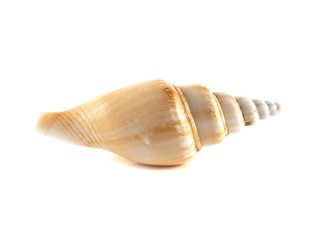 Sea shell isolated on white background.