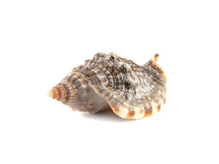 Sea shell isolated on white background.