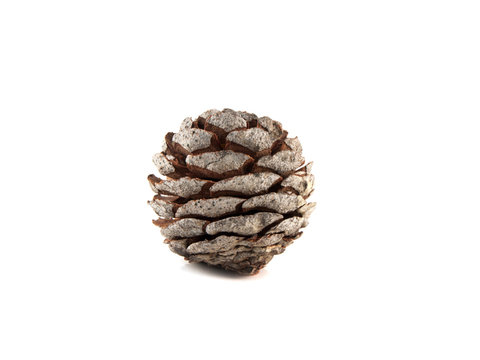 Brown pine cone isolated on white background