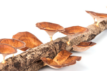 Close-up mushroom on wood isolated