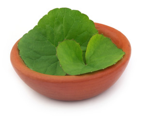 Medicinal thankuni leaves on a clay pot