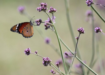 Painted Lady butterfly