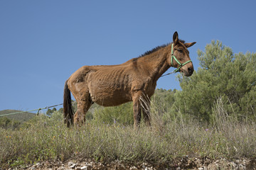 Fototapeta premium Mule standing in a field thethered to a rope