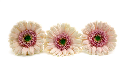 Three pink gerberas.