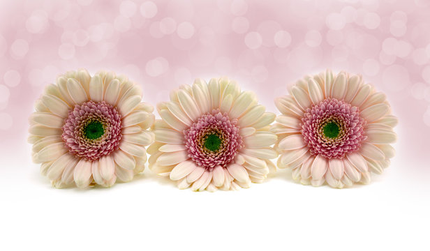 Pink Gerberas