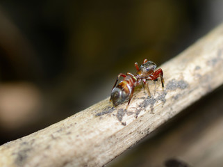 close-up an ant