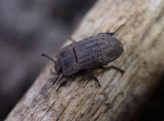 A large black beetle