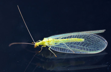 Chrysopidae-insect Green Lacewing