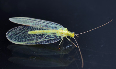 Chrysopidae-insect Green Lacewing