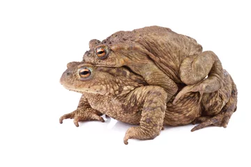 Papier Peint photo Grenouille Common toad or european toad (Bufo bufo). Amplexus