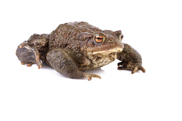 common toad or european toad (Bufo bufo) on white background