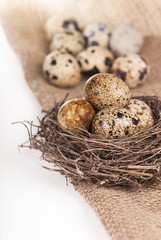 Nest with quail eggs on a canvas isolated by the white