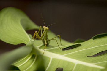 Mantis religiosa sonre una hoja de nalca.