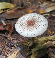  Mushroom in the forest