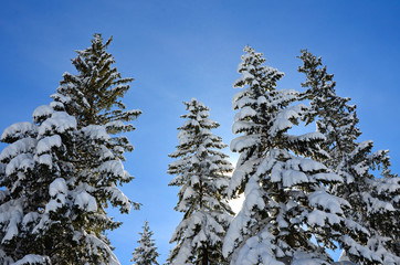 sun winter day