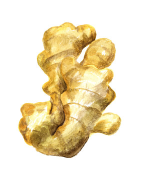 Root of ginger