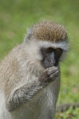 Vervet Monkey