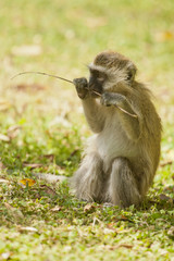 Cub of Vervet Monkey