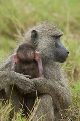 Fototapeta premium Olive Baboon protecting its Cub