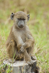 Olive Baboon Cub