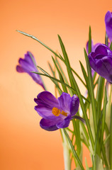 crocuses spring flowers on an orange background