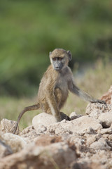 Obraz premium Olive Baboon Cub