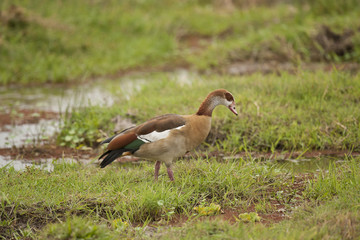 Egyptian Goose