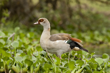 Egyptian Goose