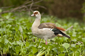 Egyptian Goose