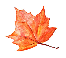 Autumn maple leaf