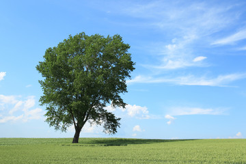 Fototapeta na wymiar 哲学の木