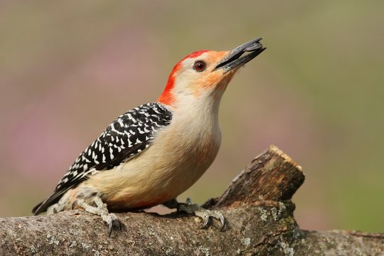 Red  Bellied Woodpecker