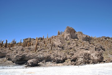 Fototapeta premium Island Incahuasi Salar de Uyuni, Bolivia