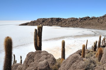 Island Incahuasi  Salar de Uyuni, Bolivia