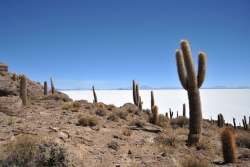 Island Incahuasi  Salar de Uyuni, Bolivia