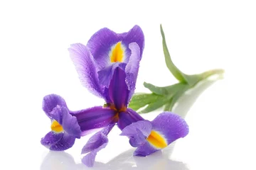 Papier Peint photo Iris Fleur d& 39 iris violet, isolé sur blanc