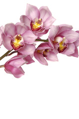 The branch of orchids on a white background