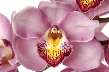 Fototapeta na wymiar Orchidea samodzielnie na białym tle